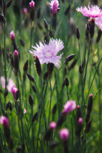 Carnations in the botanical garden Carnations in the botanical garden